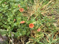 Lysimachia arvensis