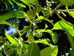 Diospyros nigra