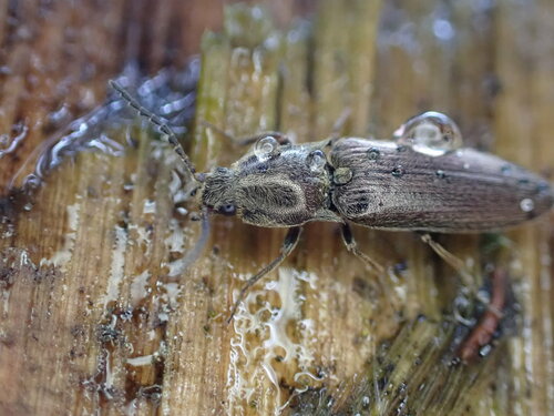 Sylvanelater furtivus