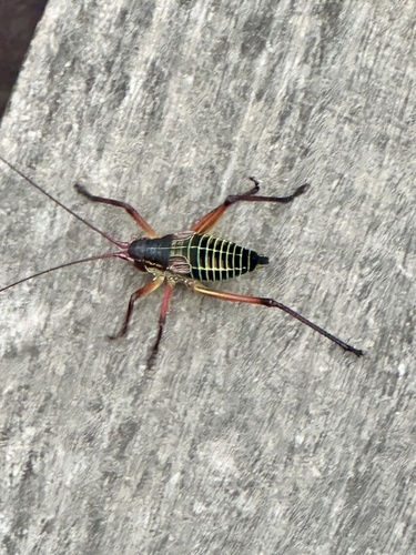 Central Texas Leaf-Katydid photo 5