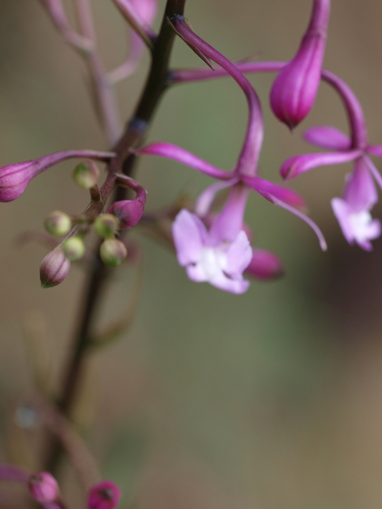 Epidendrum ionodesme