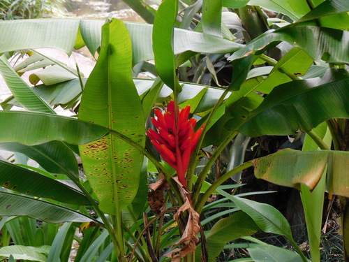 Image of Musa coccinea by (c) Ana Cristina Almeida, some rights reserved (CC BY-SA)