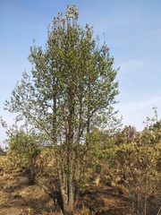 Alnus jorullensis