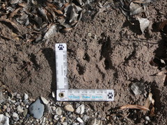 Puma concolor couguar