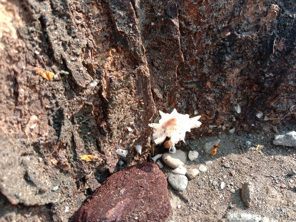 Termitomyces microcarpus · April 2024 · photo: © naturalist97663 (iNaturalist, cc0)