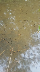 Anaxyrus americanus charlesmithi
