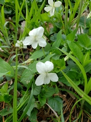 Viola striata
