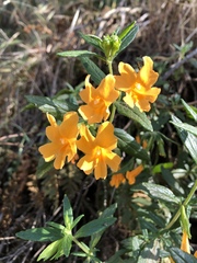 Diplacus aurantiacus