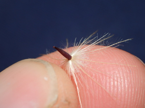 Hypochaeris glabra