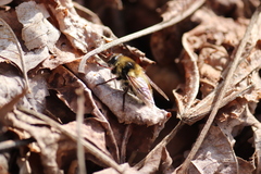 Criorhina