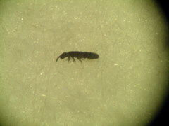 Cryptopygus cisantarcticus