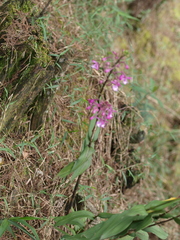 Epidendrum ionodesme