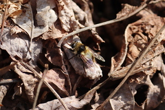 Criorhina