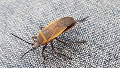 Largus maculiventris