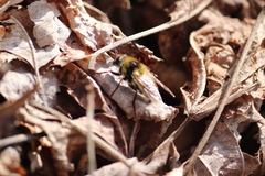 Criorhina