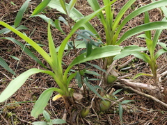Cyrtochilum divaricatum