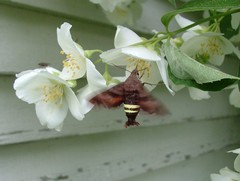 Amphion floridensis