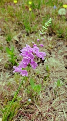 Physostegia intermedia