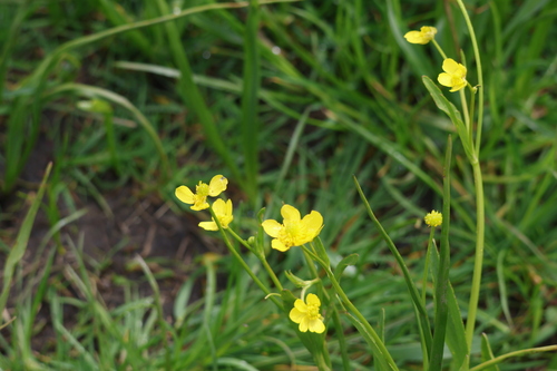 plantainleaf buttercup (Ranunculus alismifolius)