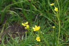 Western Water Buttercup (Ranunculus alismifolius)
