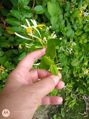 Lonicera japonica