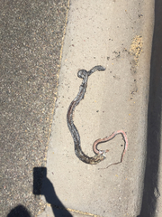 Masticophis flagellum cingulum