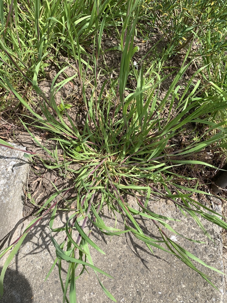 smooth crabgrass from Sunset Park, Brooklyn, NY, USA on April 27, 2024 ...