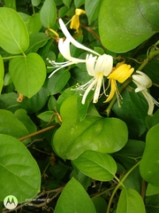 Lonicera japonica