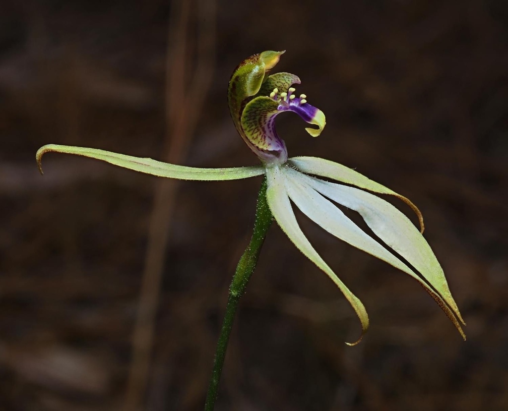 leafless orchid from West Coolup, WA, AU on April 25, 2024 at 01:00 PM ...