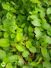 Lonicera japonica