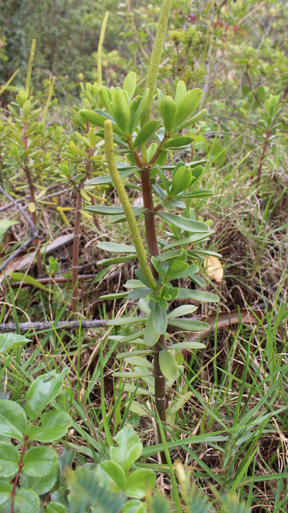 Peperomia congona