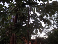 Cecropia pachystachya