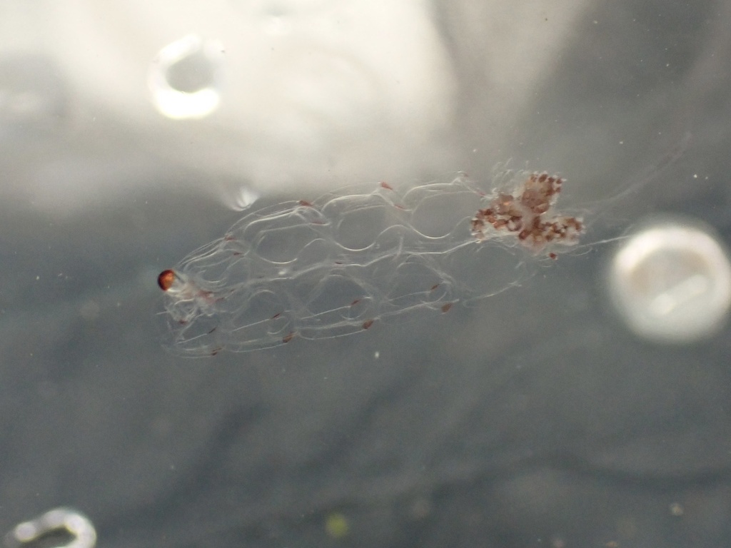 Nanomia septata