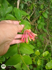 Lonicera sempervirens
