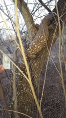 Heloderma horridum
