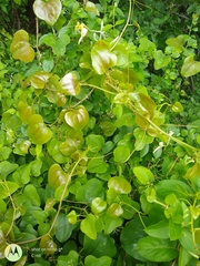 Smilax