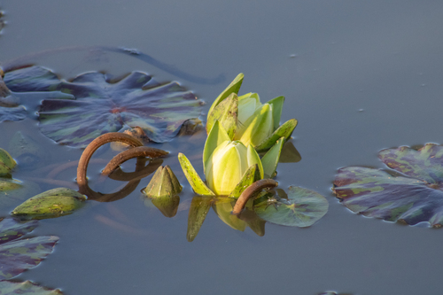 Amazon waterlily (Nymphaea amazonum)