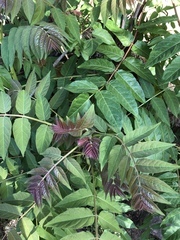 Ailanthus altissima