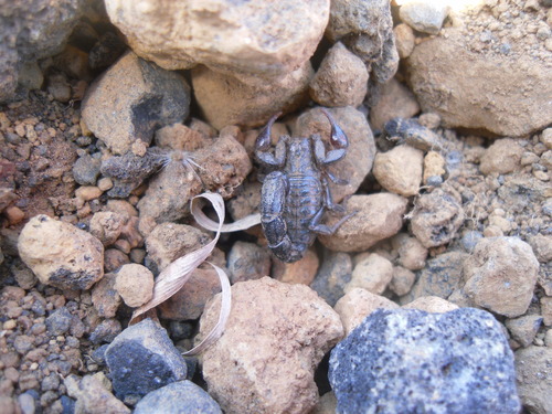 Vaejovis nigrescens