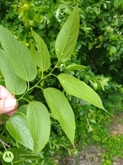 Celtis laevigata