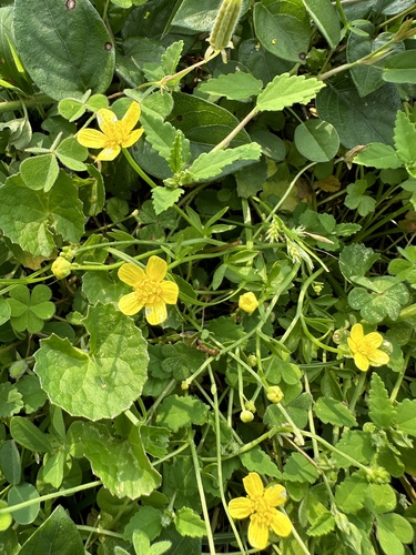 Ranunculus ternatus iNat (3)