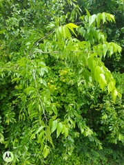 Celtis laevigata