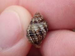 Paciocinebrina circumtexta