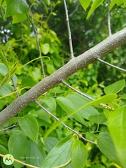 Celtis laevigata