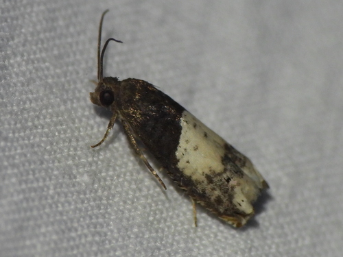 Goldenrod Gall Moth photo 4