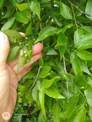 Celtis laevigata