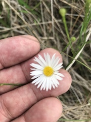 Astranthium ciliatum