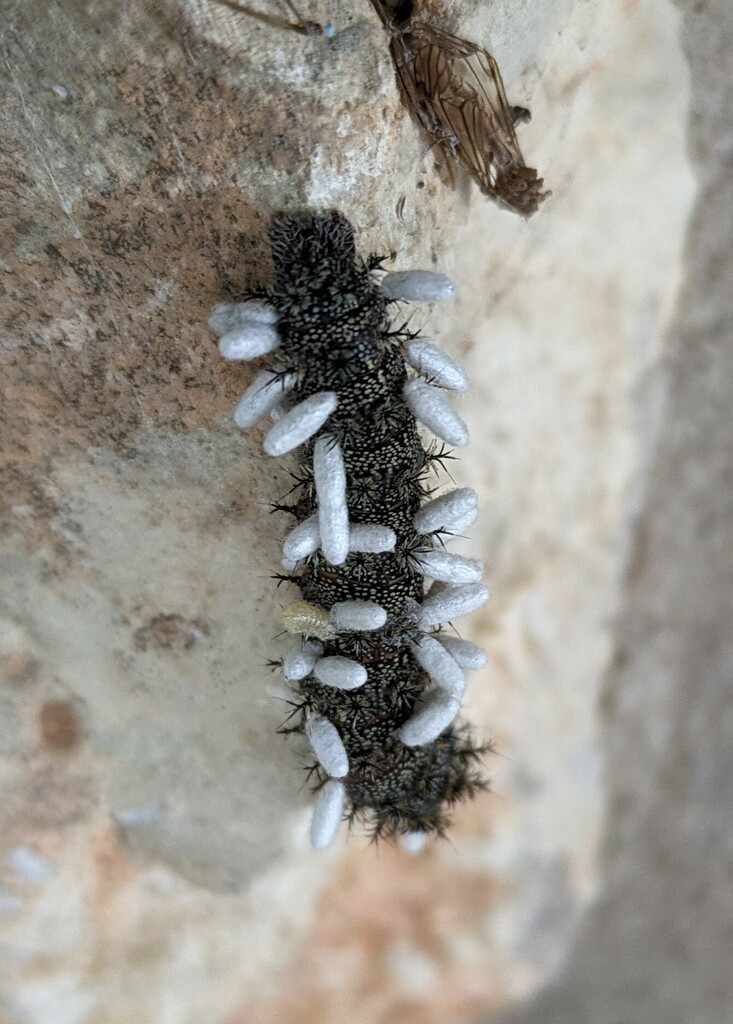 Cotesia electrae