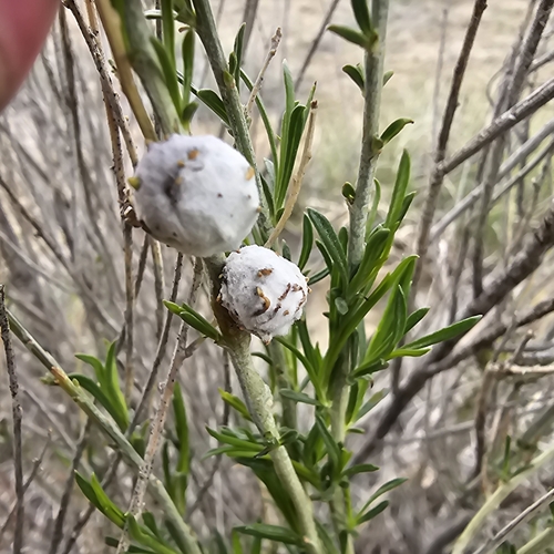 Cotton-gall Tephritid photo 6