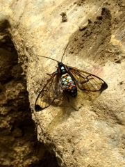 Gymnelia